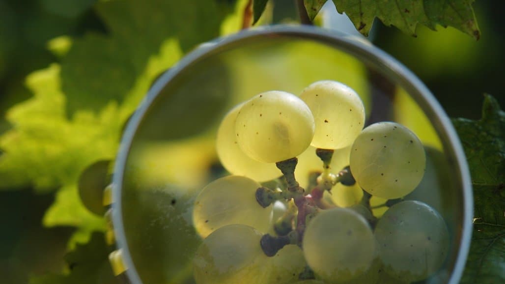 Update on Mancozeb in Grapes