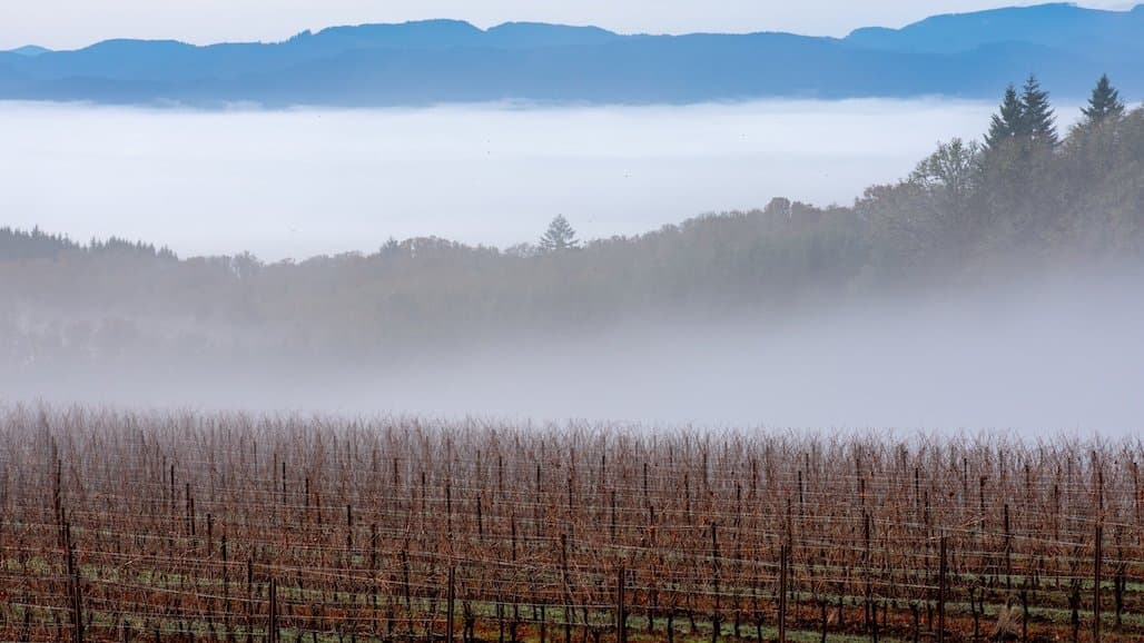 2025 Oregon Grape Pricing Report Now Available