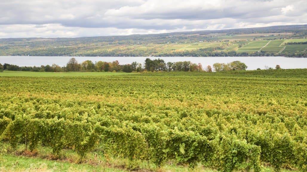 Cornell Extension Releases Long Island Grape Report