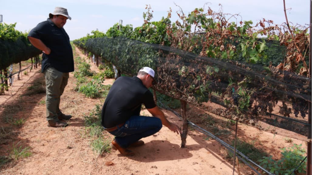 Texas Growers May Qualify for USDA Assistance After Frost