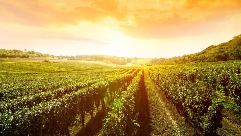 Vineyard Expansion Assistance Program Open to Ohio Growers