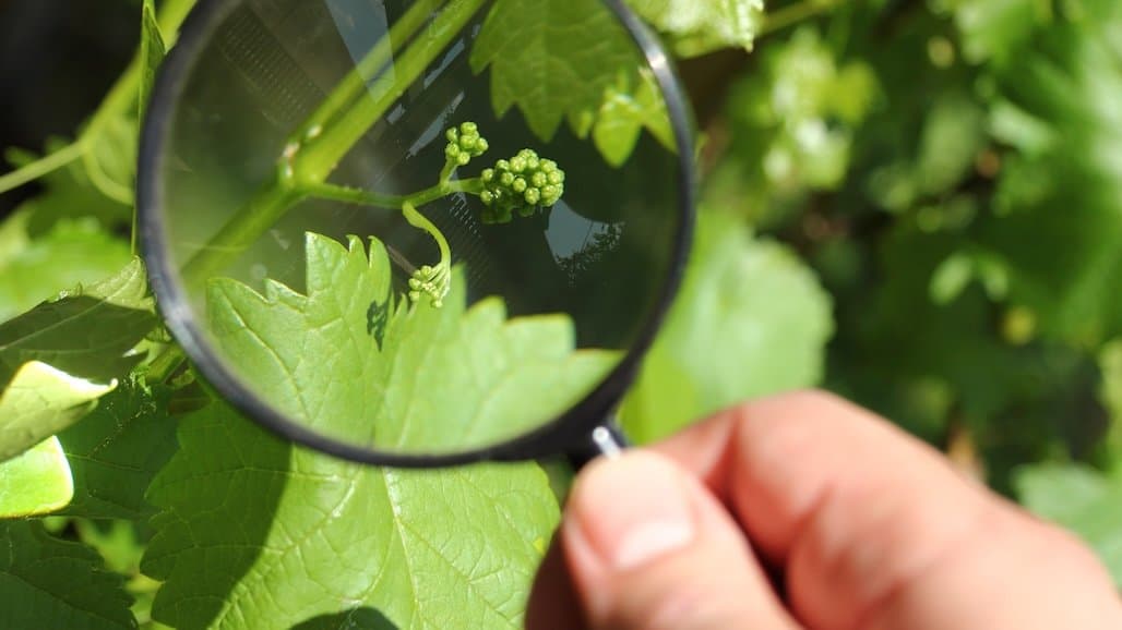 Long Island July Grape Report Released
