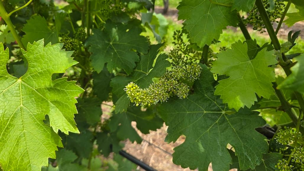 MSU Releases Latest Grape Scouting Report