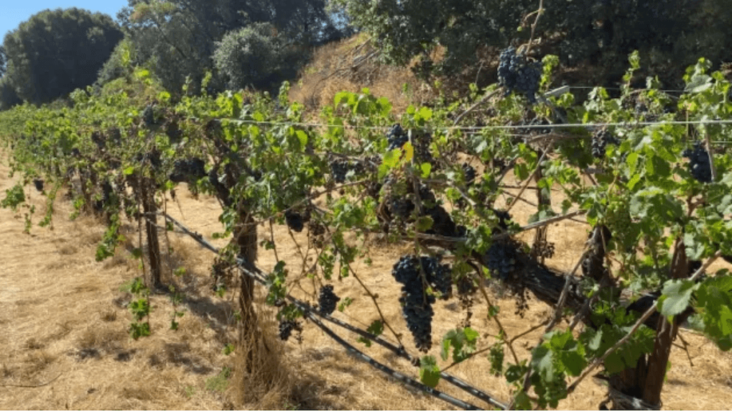 Can Vineyard ‘Mothballing’ Help Growers Weather Wine Market Collapse?