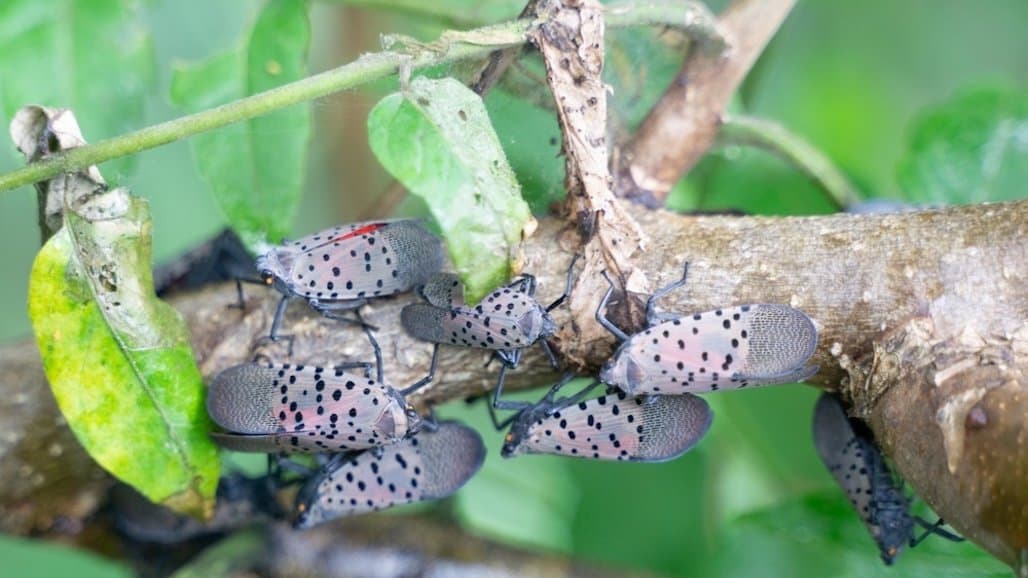 Enlisting a Natural Enemy to Halt the Destructive Spotted Lanternfly