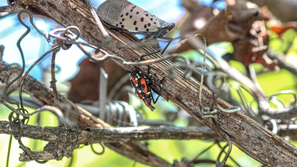Spotted Lanternfly